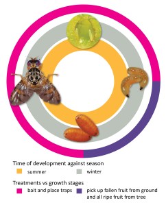 Medy lifecycle and control